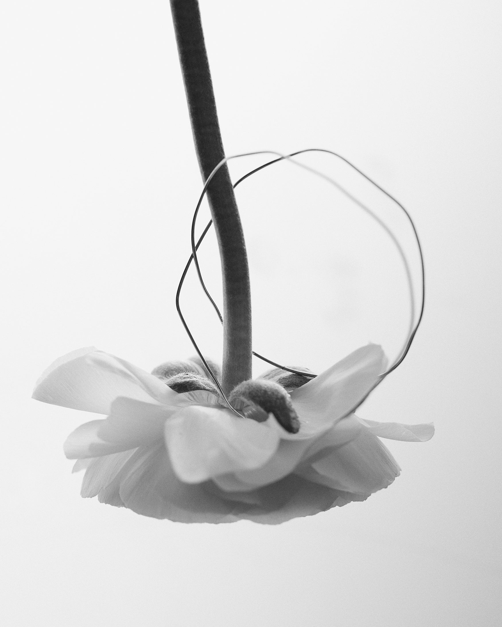 Nigella Bracelet No. 1 